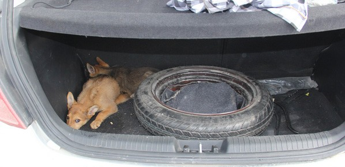 Polisten Kaçan "Cono"Ların Otomobilinden, 2 Kurt Köpeği Çıktı