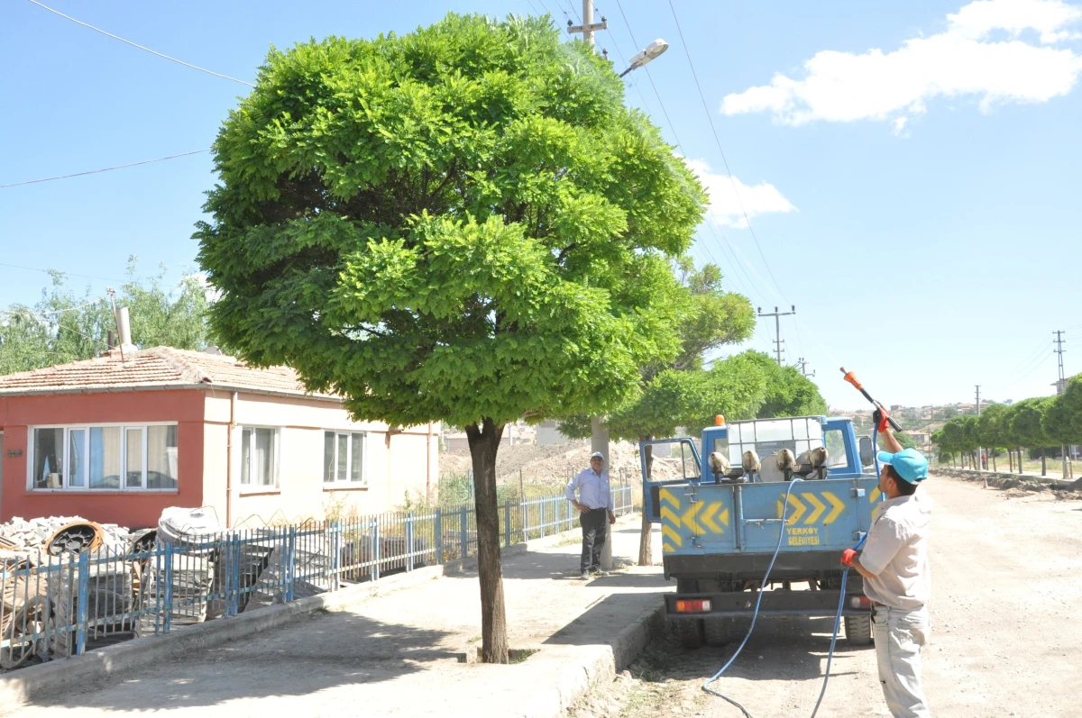 Yerköy Belediyesi Ağaçları İlaçladı