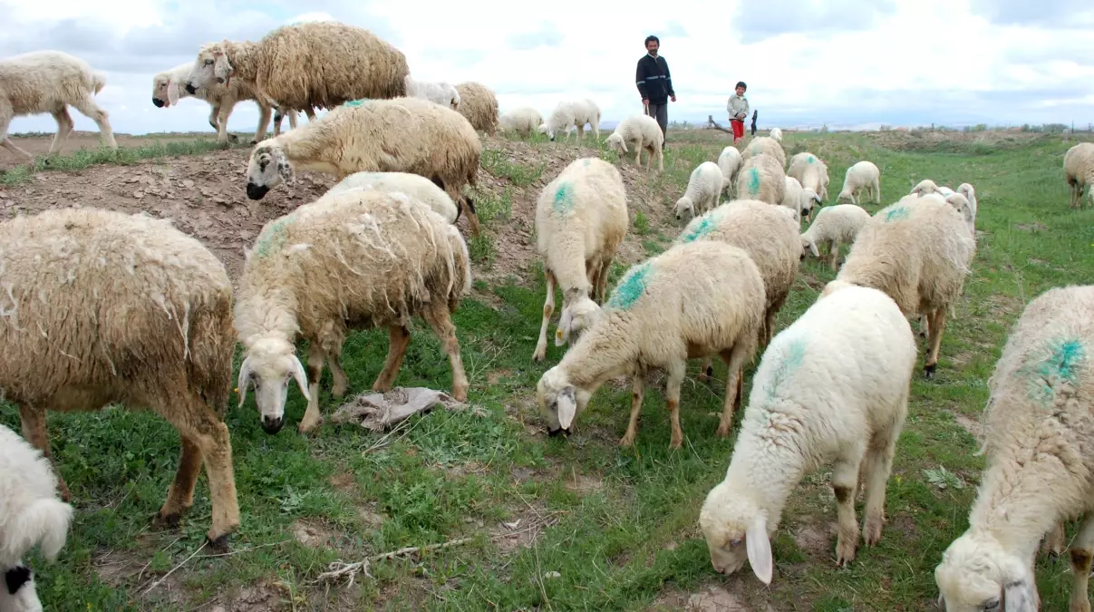 Kaçak Et ve Hayvan Girişi Yerli Üreticiyi Sıkıntıya Soktu