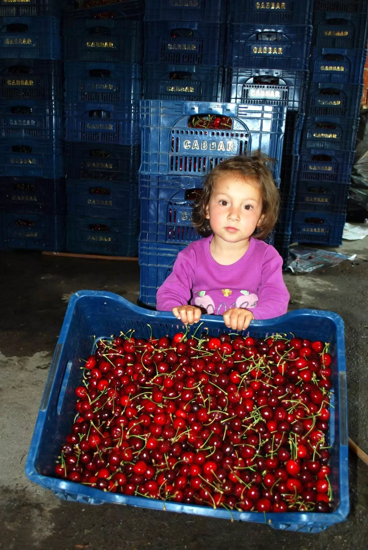 Kooperatif Kuruldu, Kiraz Fiyatı Uçtu