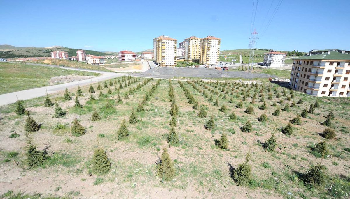 Altındağ'da Bir Ayda 5 Bin Ağaç Dikildi
