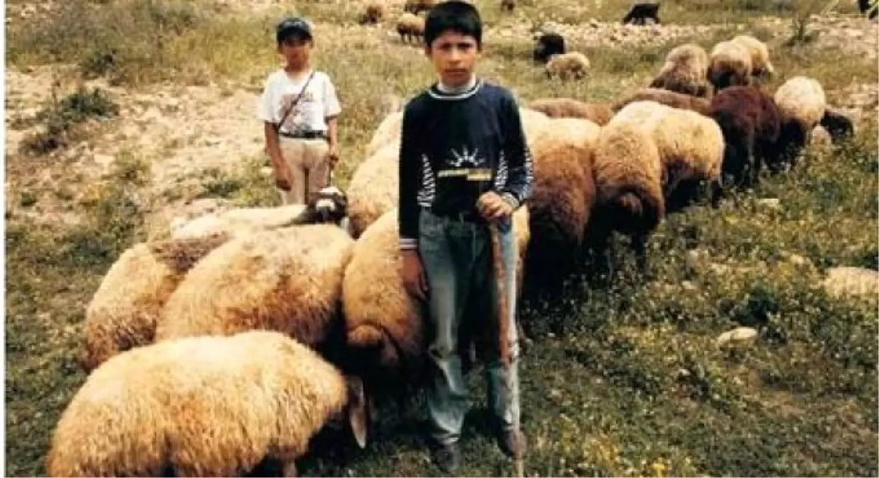 Ödevlerini Sürü Otlatırken Yapıyorlar