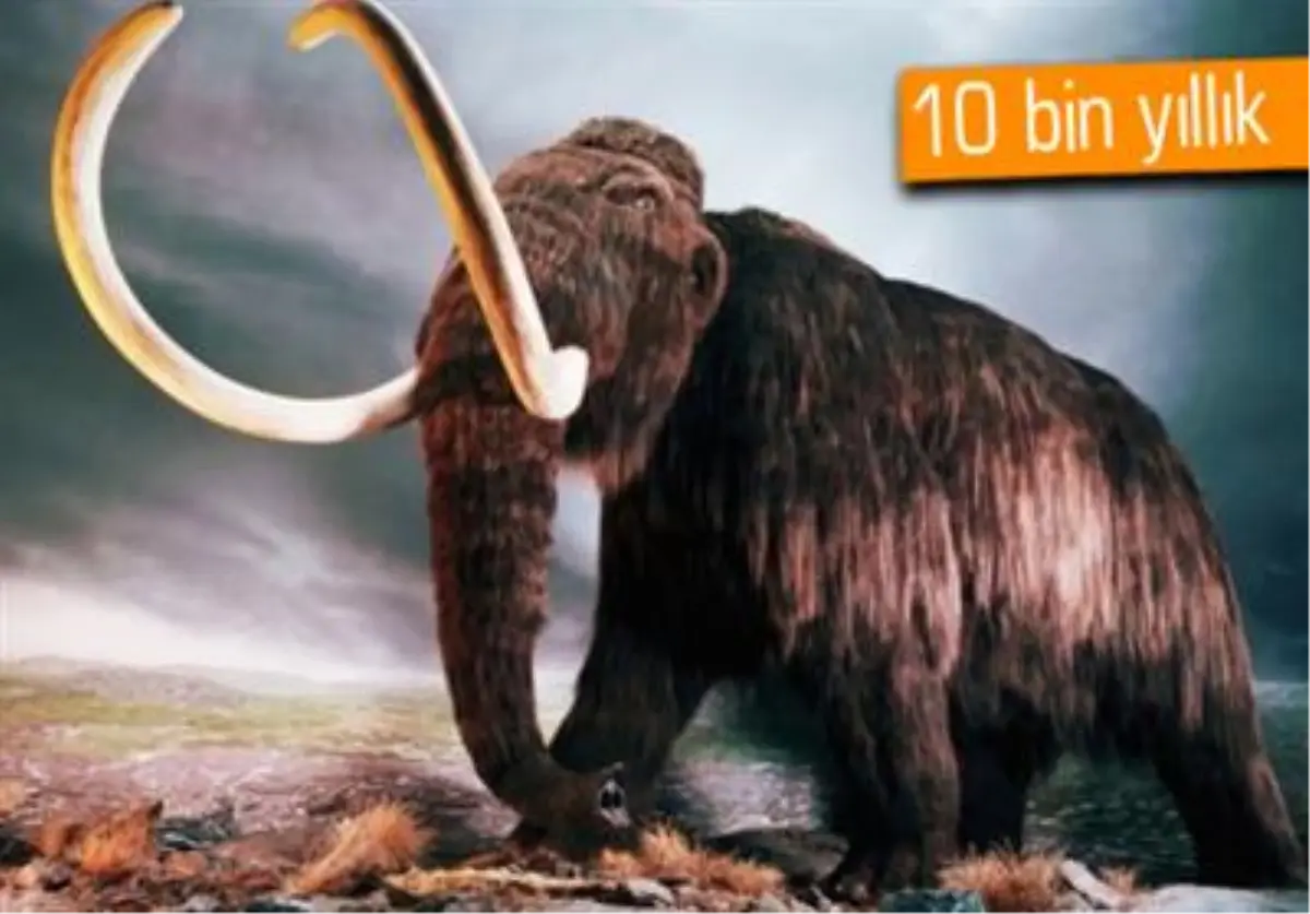 10 Bin Yıllık Fosilden Mamut Klonlanacak