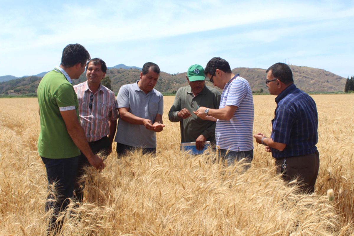 Arpa, Buğday Hasadı Başladı