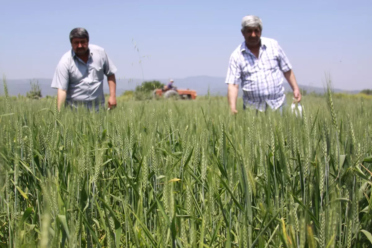 Hububatın En Büyük Zararlısı: Süne