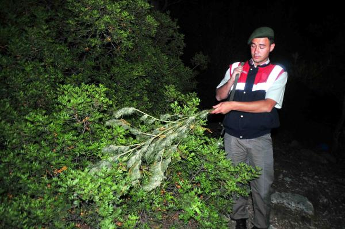 Jandarma, Ağaç Dallarından Hintkeneviri Topladı