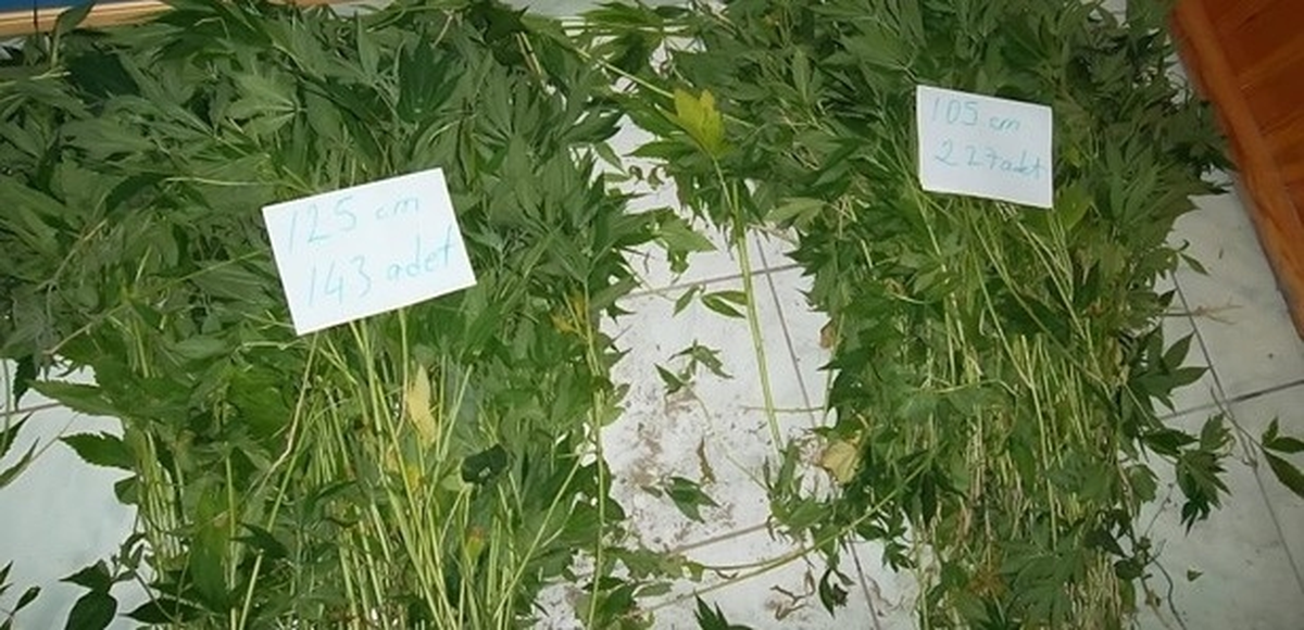 Karacabey\'de 500 Kök Hint Keneviri Ele Geçirildi