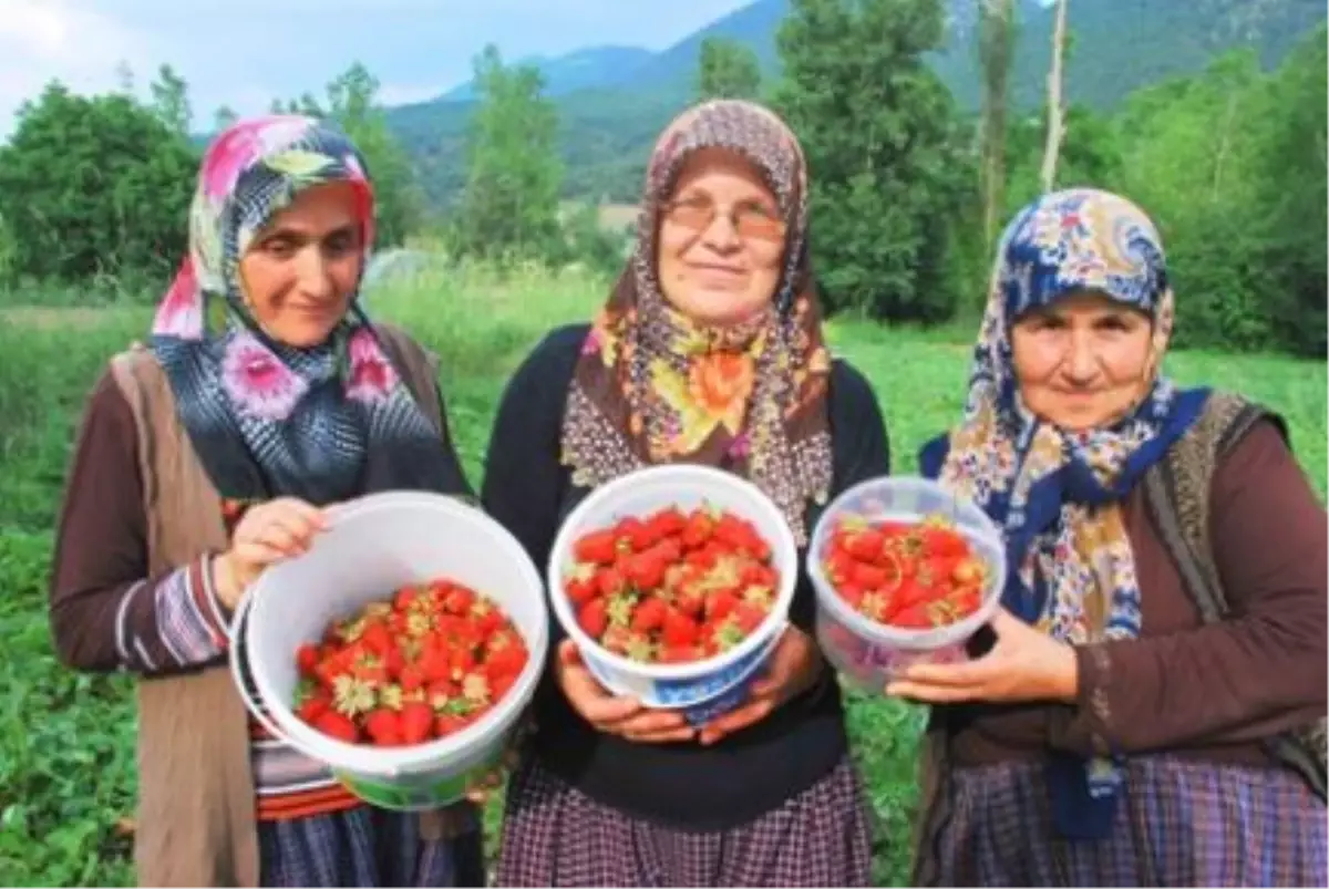 Karadenizli Üreticinin Yüzü Çilekle Güldü