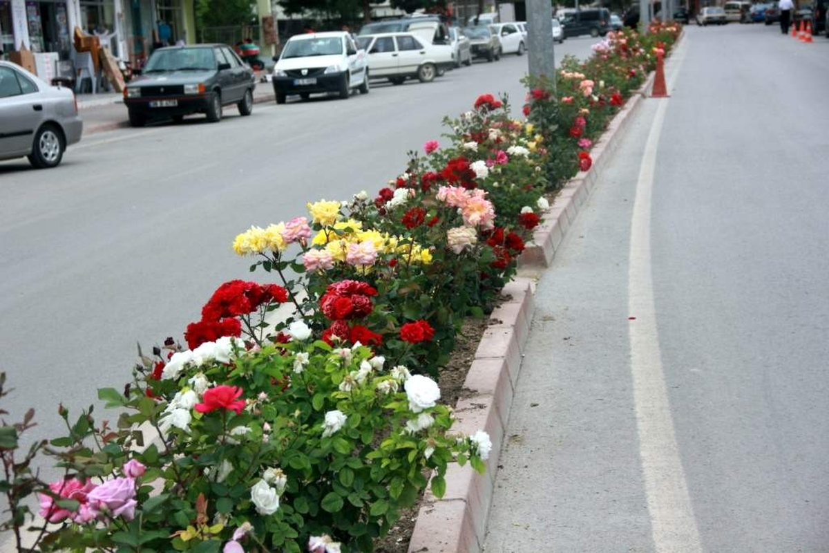 Yahyalı\'nın Gülleri Açtı