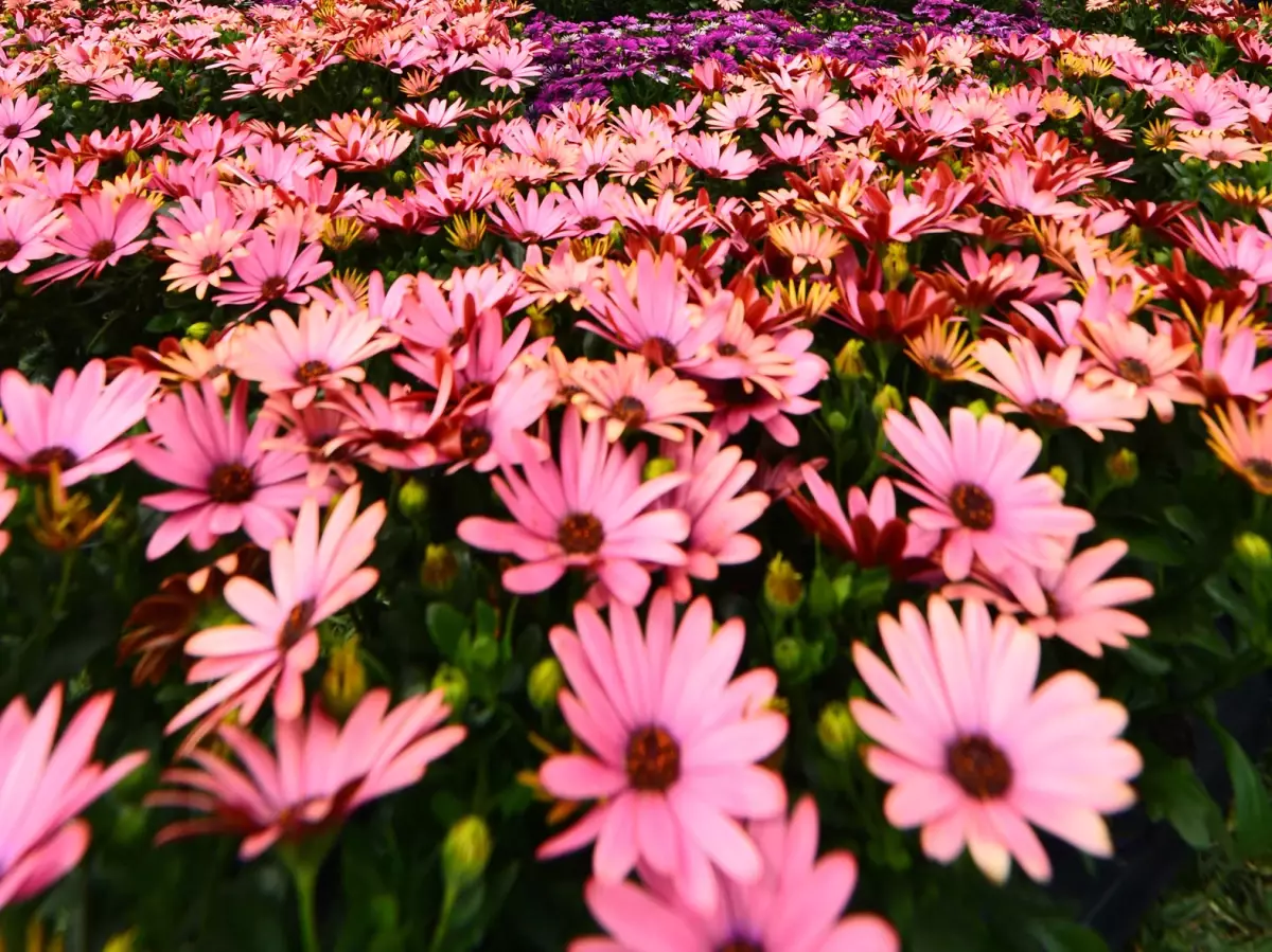 Büyükşehir Belediyesi Çiçek Ekimine Devam Ediyor