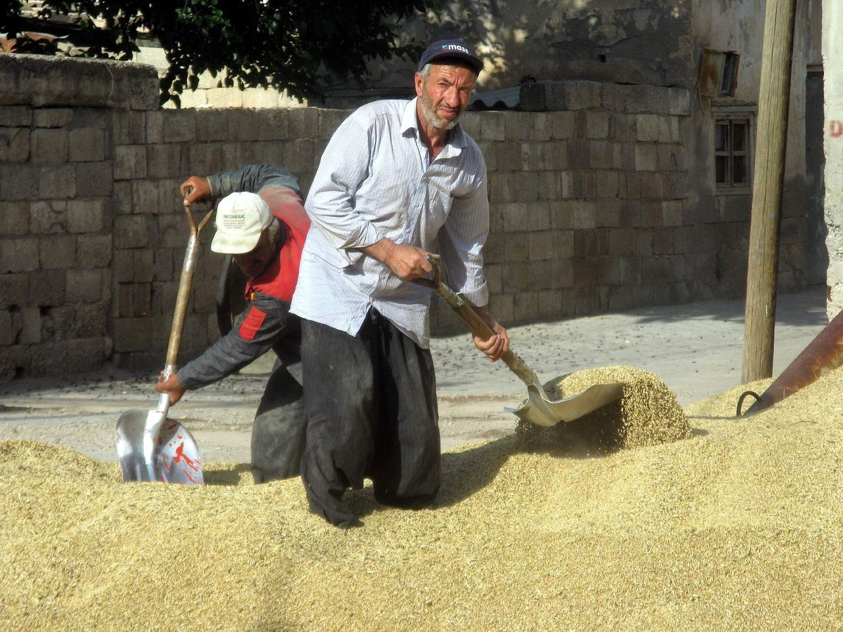 Gaziantep\'te Yeni Mahsul Arpa 50-60 Kuruştan Satılıyor