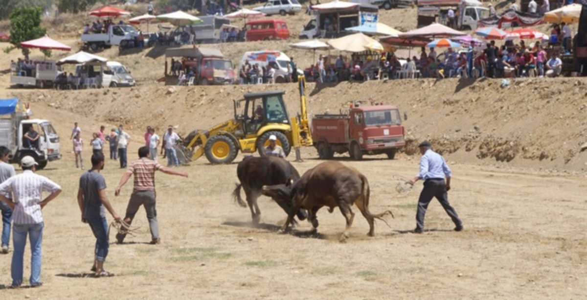 Boğa Güreşleri Büyük Bir Coşku İçinde Kutlandı