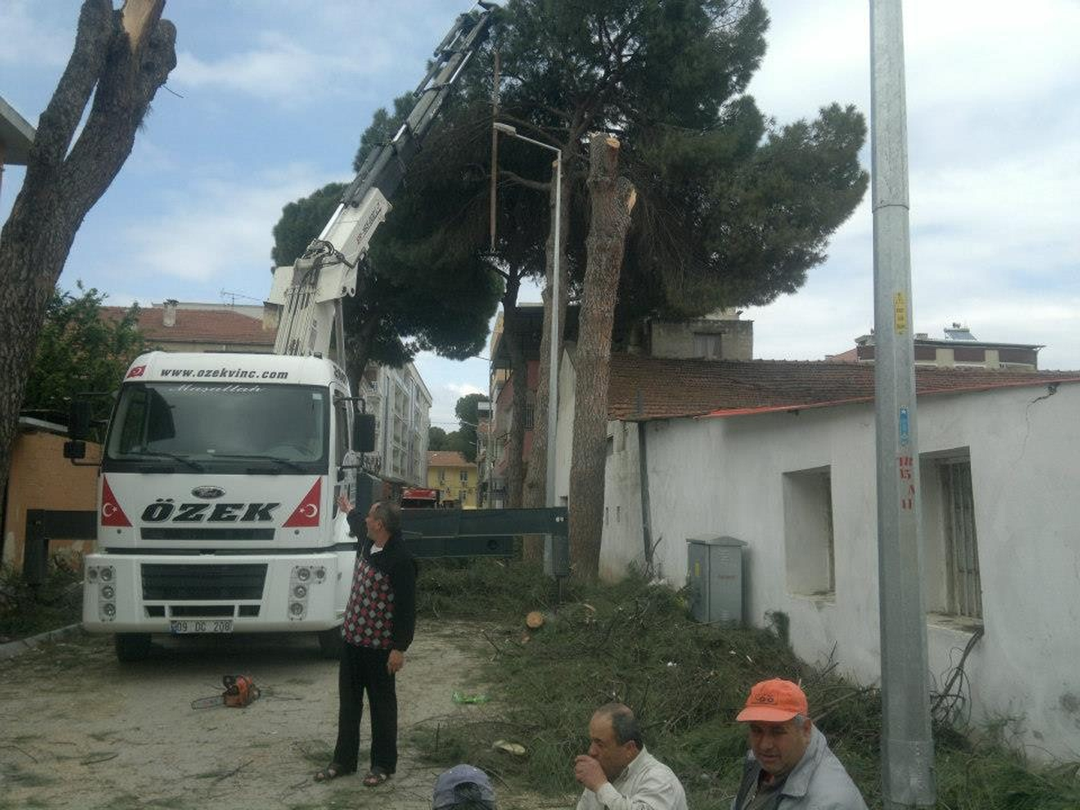 Germencik\'te Ağaç Katliamı