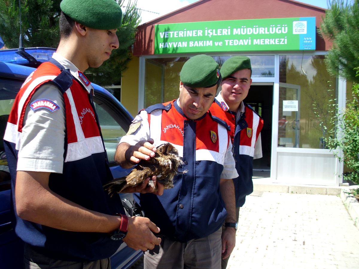 Yaralı Baykuşa Belediye Şefkati