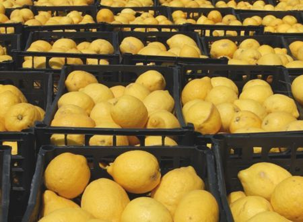 Malatya\'nın Mayıs Ayı Zam Şampiyonu Limon Oldu