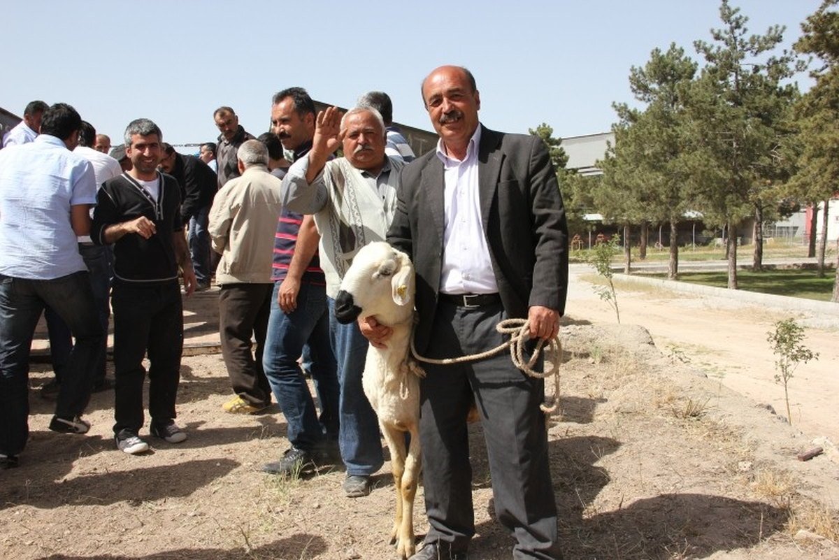 Nevşehir\'de Üreticilere Damızlık Koç Dağıtıldı