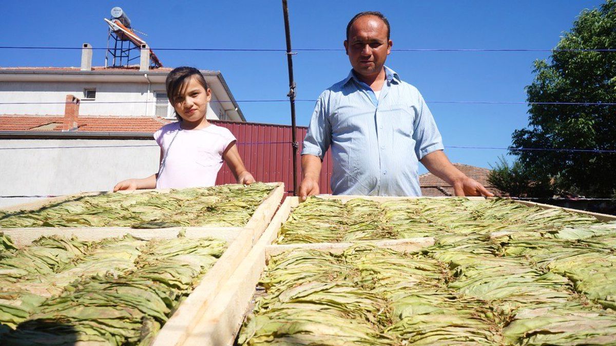 Sarıgöl\'de Tütün Kurutmak Kolaylaştı