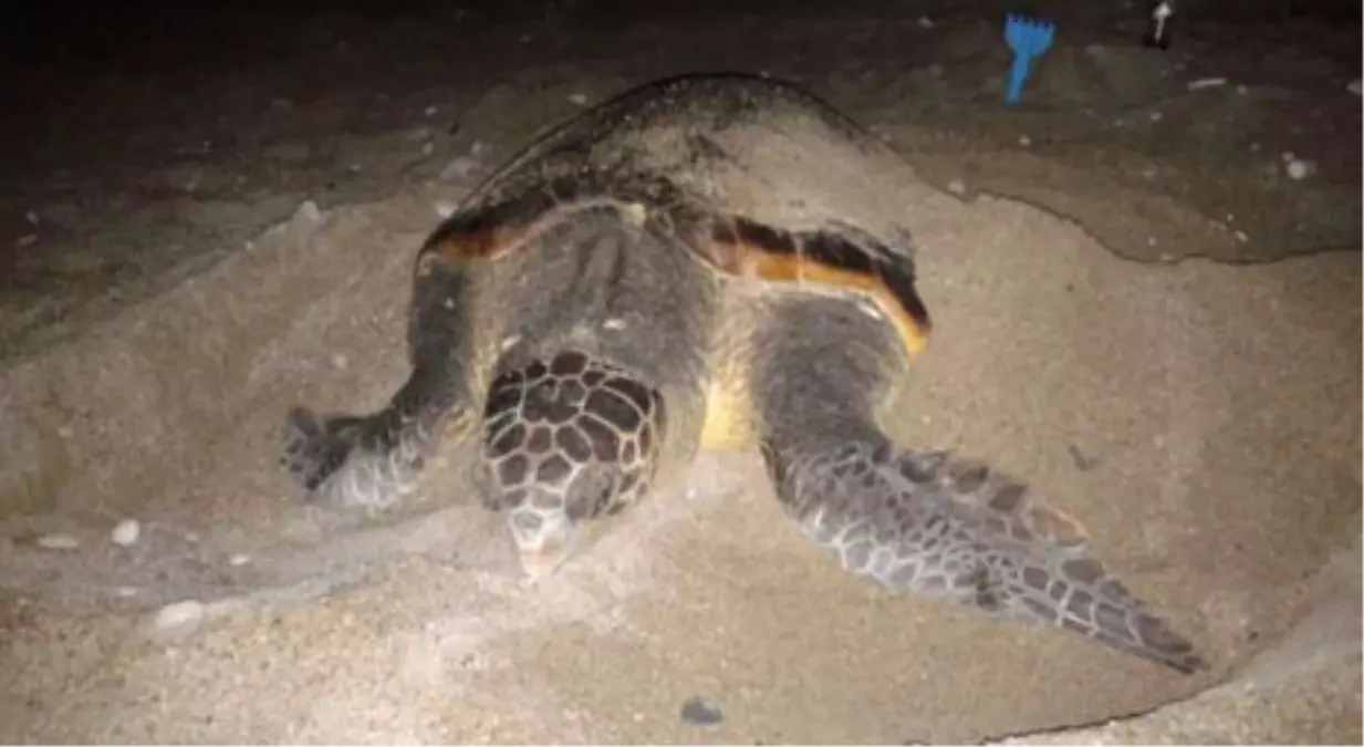 Caretta Carettalar Tekirova Sahillerine Yumurta Bıraktı