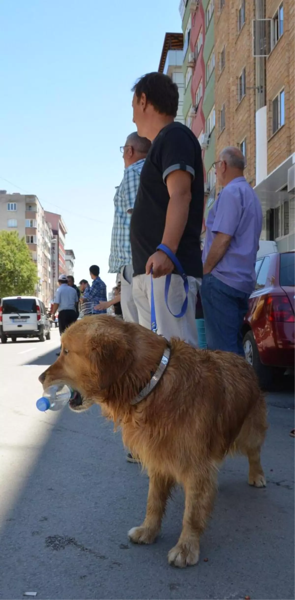 Köpek, Su Dolu Pet Şişeyi Ağzında Taşıdı