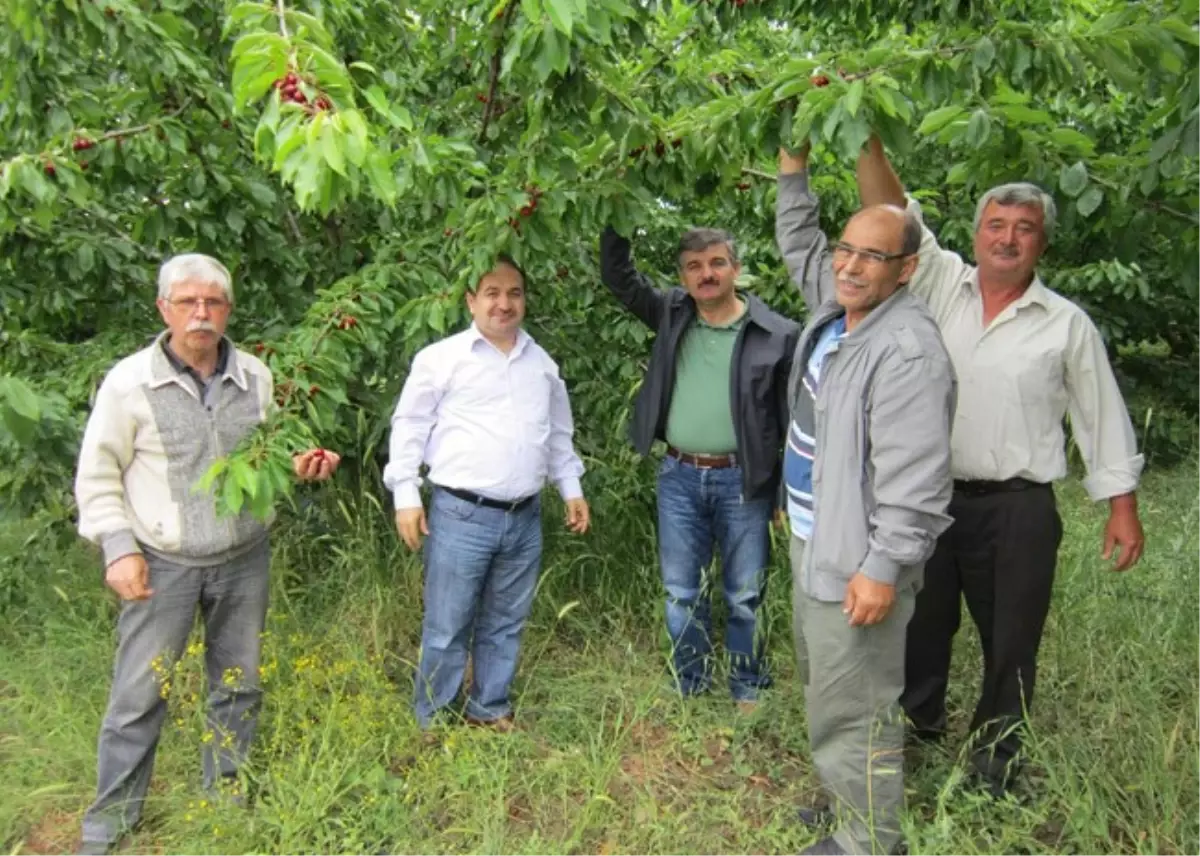 Meyve Hasadı Başlıyor