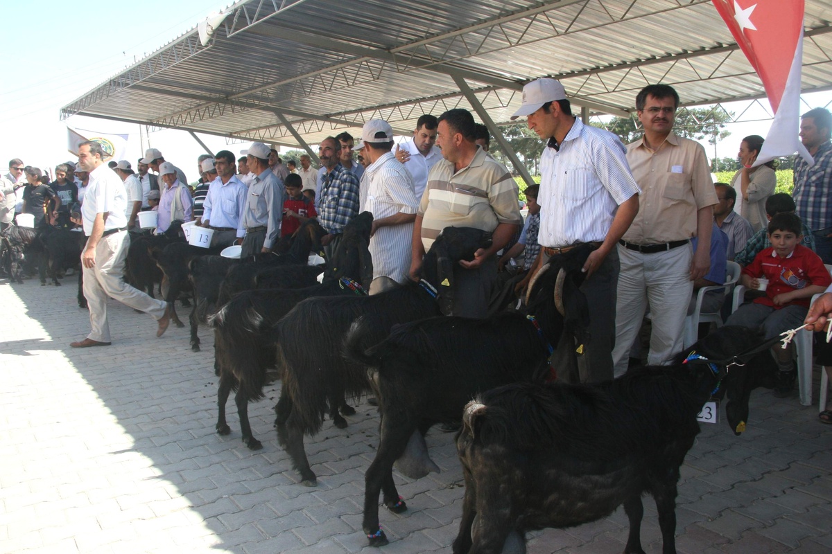 Kilis\'te Keçi Yetiştiricileri Yarıştı
