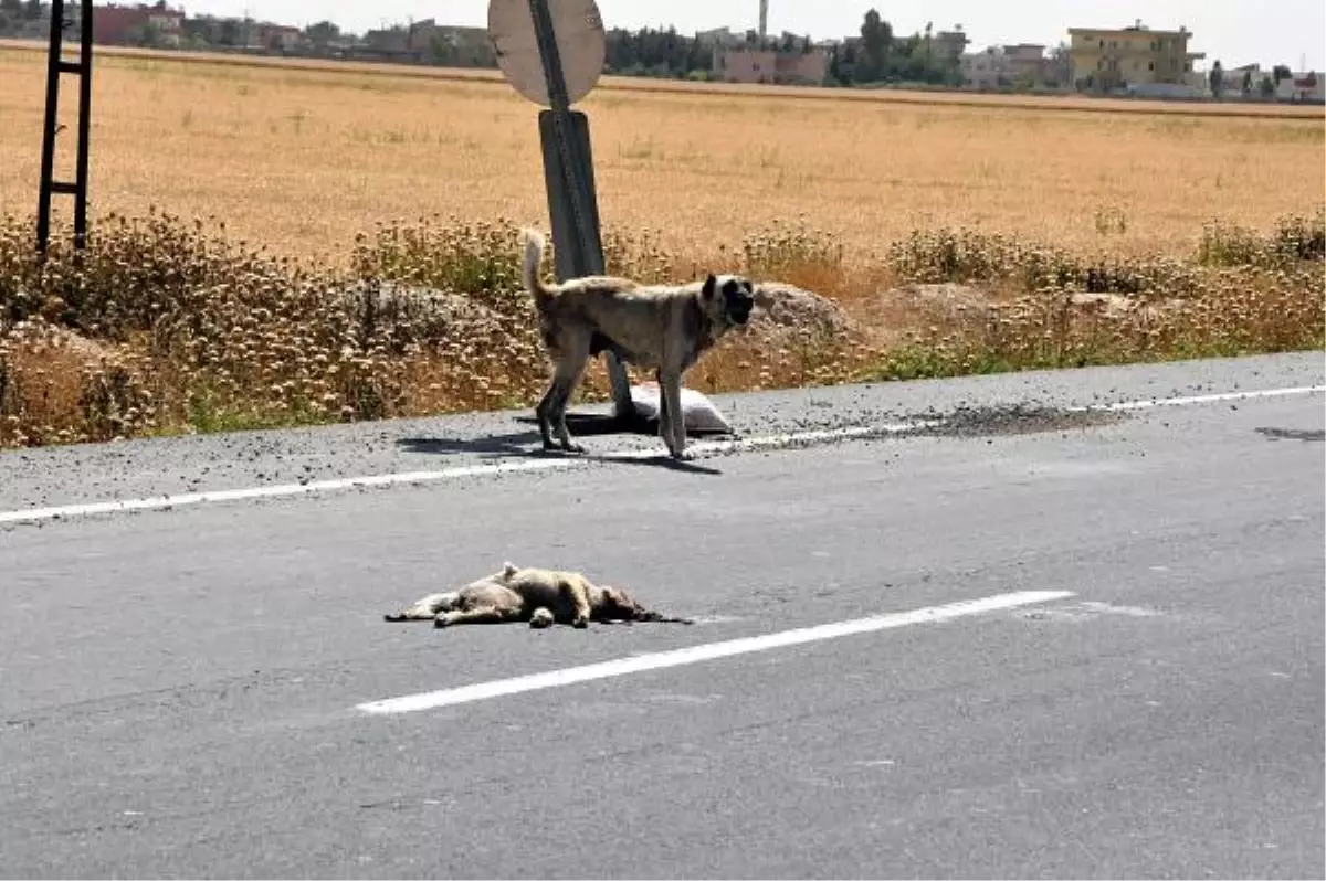 Ölen Yavru Köpeğin Yanından Saatlerce Ayrılmadı