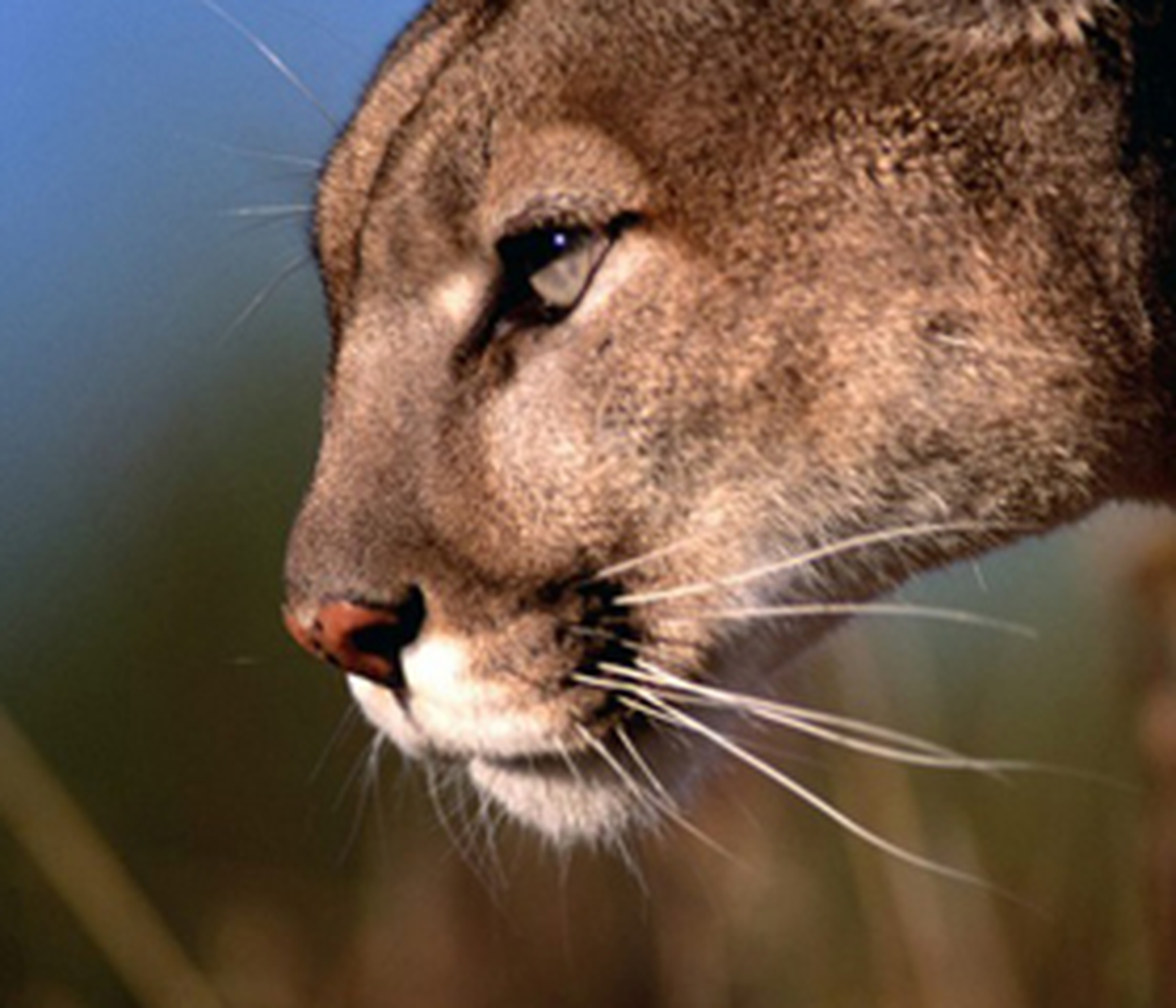 Apple, Os X Mountain Lion\'un Güncellemesini Yayınladı