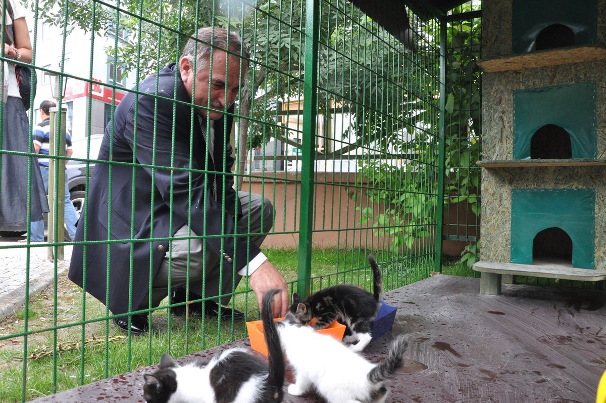 Bolu\'da Kedi Evleri Hayata Geçirildi