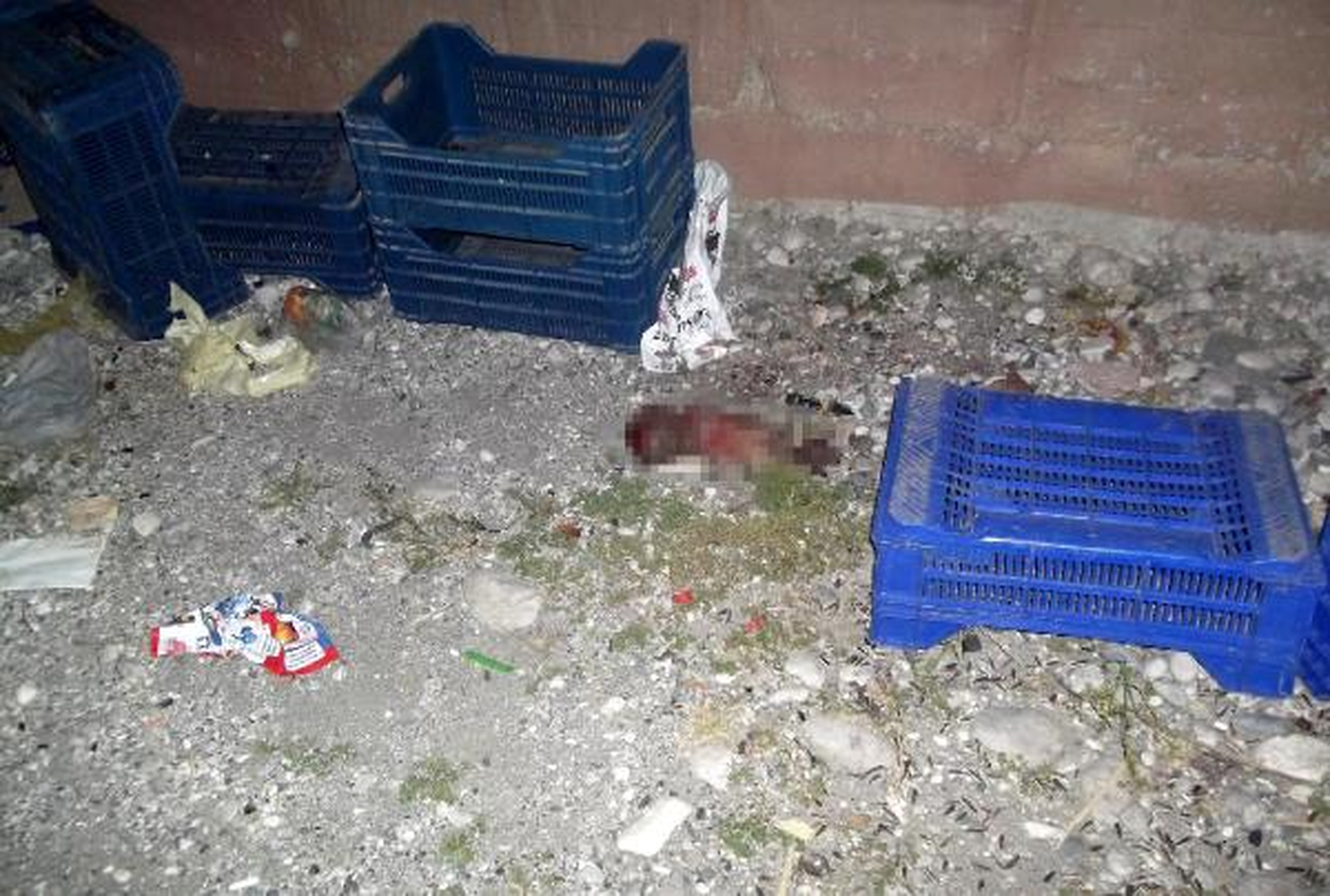 Demre\'de Kedi ve Köpekler Tarafından Parçalanan Bebek Cesedi Bulundu