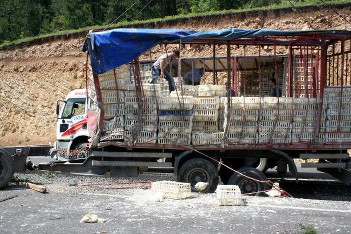 Dorse Devrildi, Tavuklar Telef Oldu