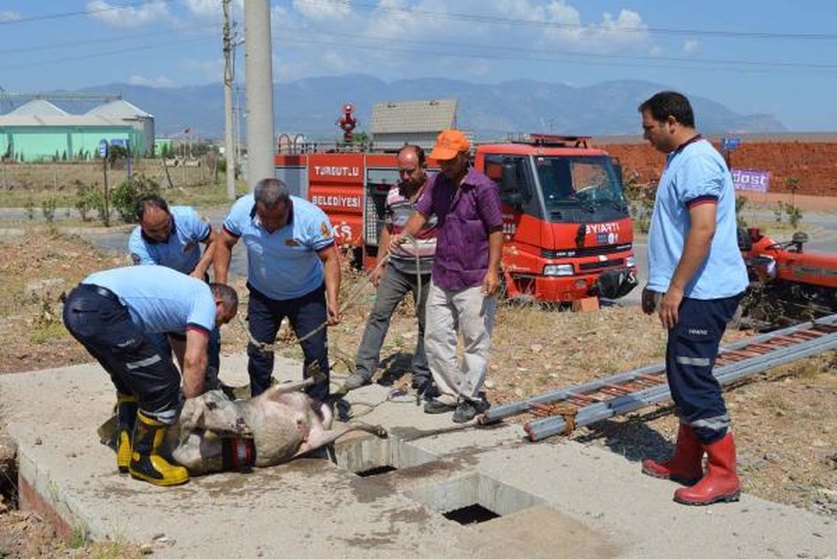 Foseptiğe Düşen Koyunu İtfaiye Kurtardı