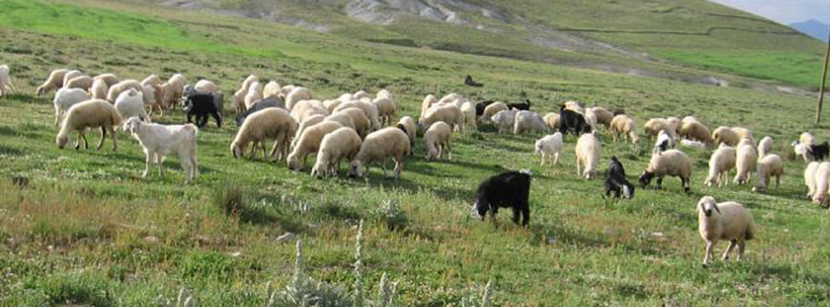 Şırnak\'ta Şarbon Vakası