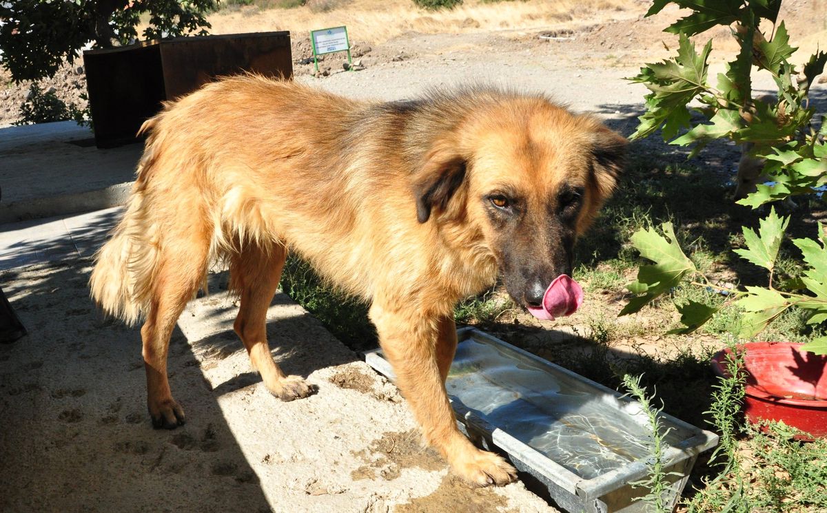 Sokağa Şüpheli Şekilde Köpek Bırakanları İhbar Edin Çağrısı