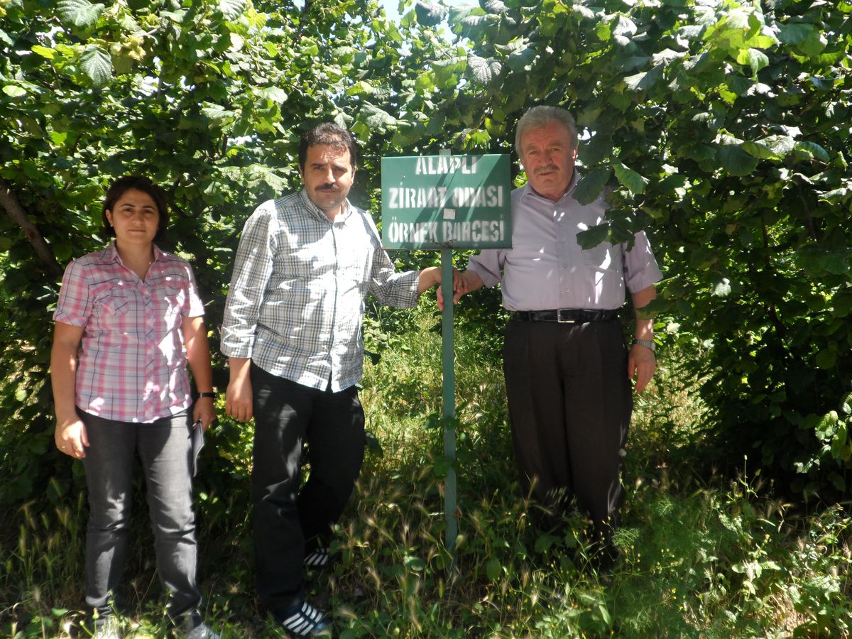 Alaplı'da Fındık Rekoltesi 8 Bin 500 Ton