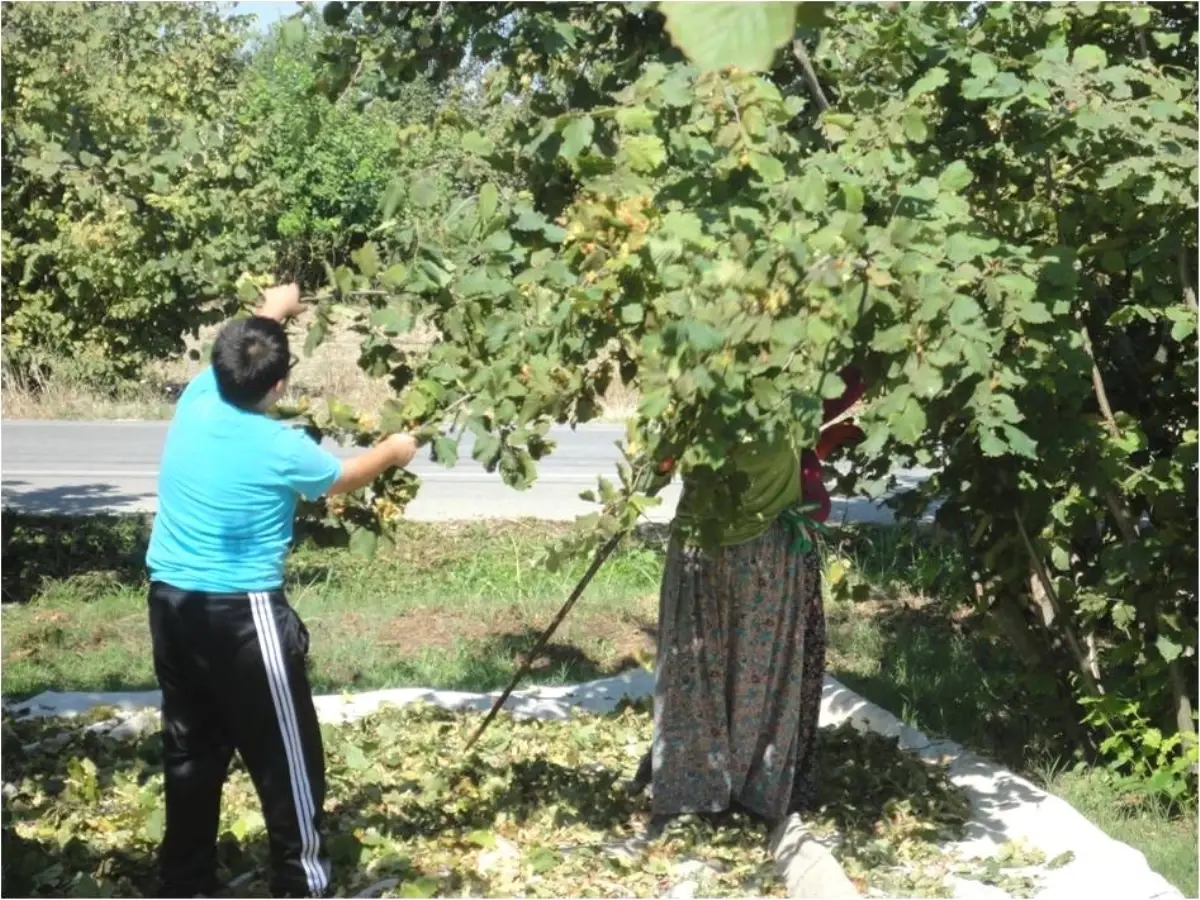 Fındıkta Rekolte Tahmini İçin Çotanak Sayımı Yapıldı