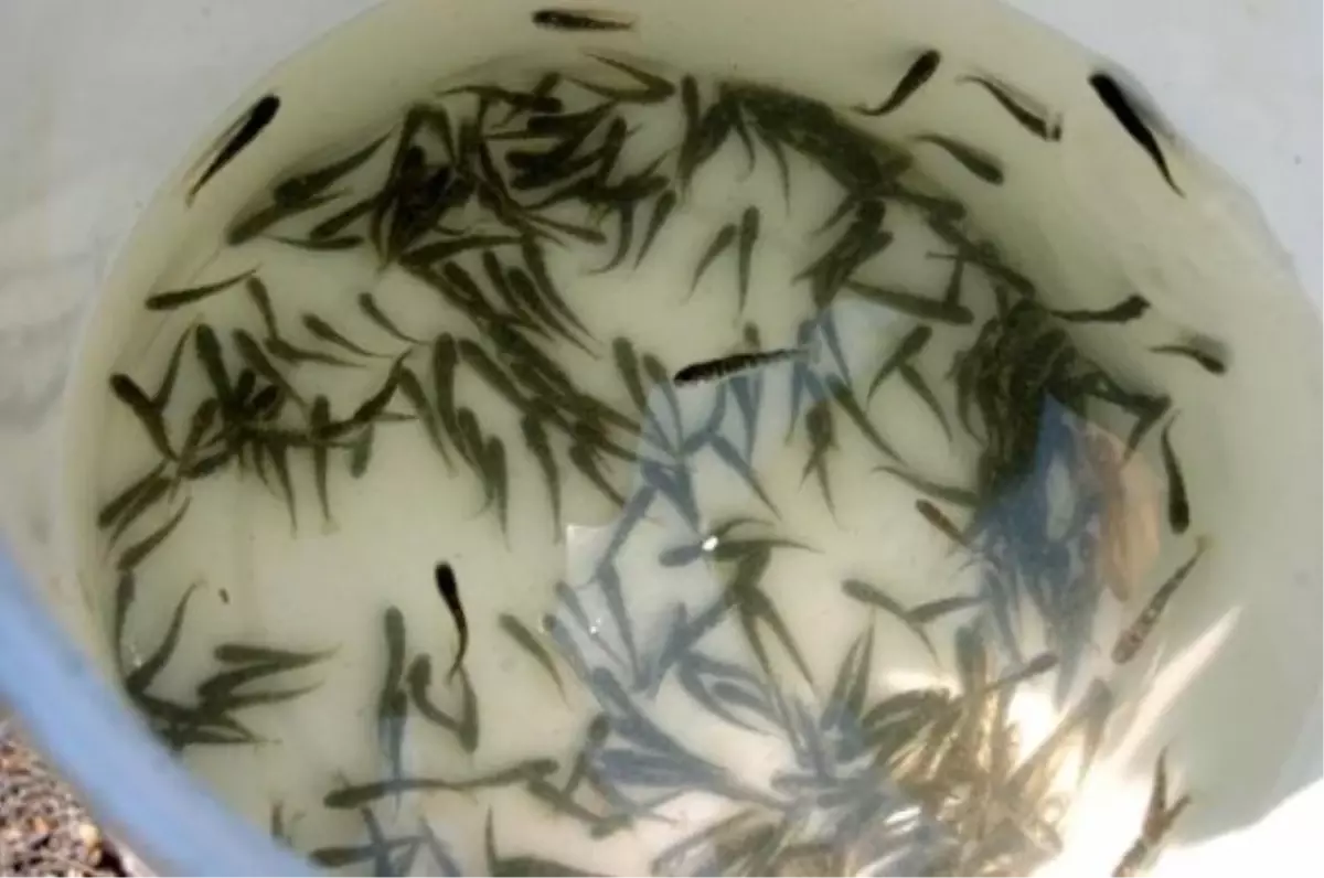 Hedef 50 Milyon Alabalık Yavrusu Yetiştirmek