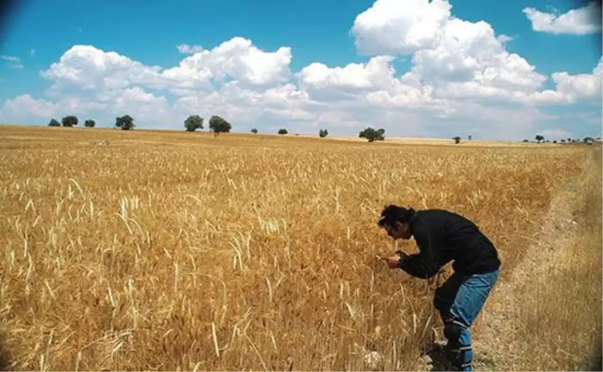 Konya Ovası\'nda Hububat Hasadı Başlıyor