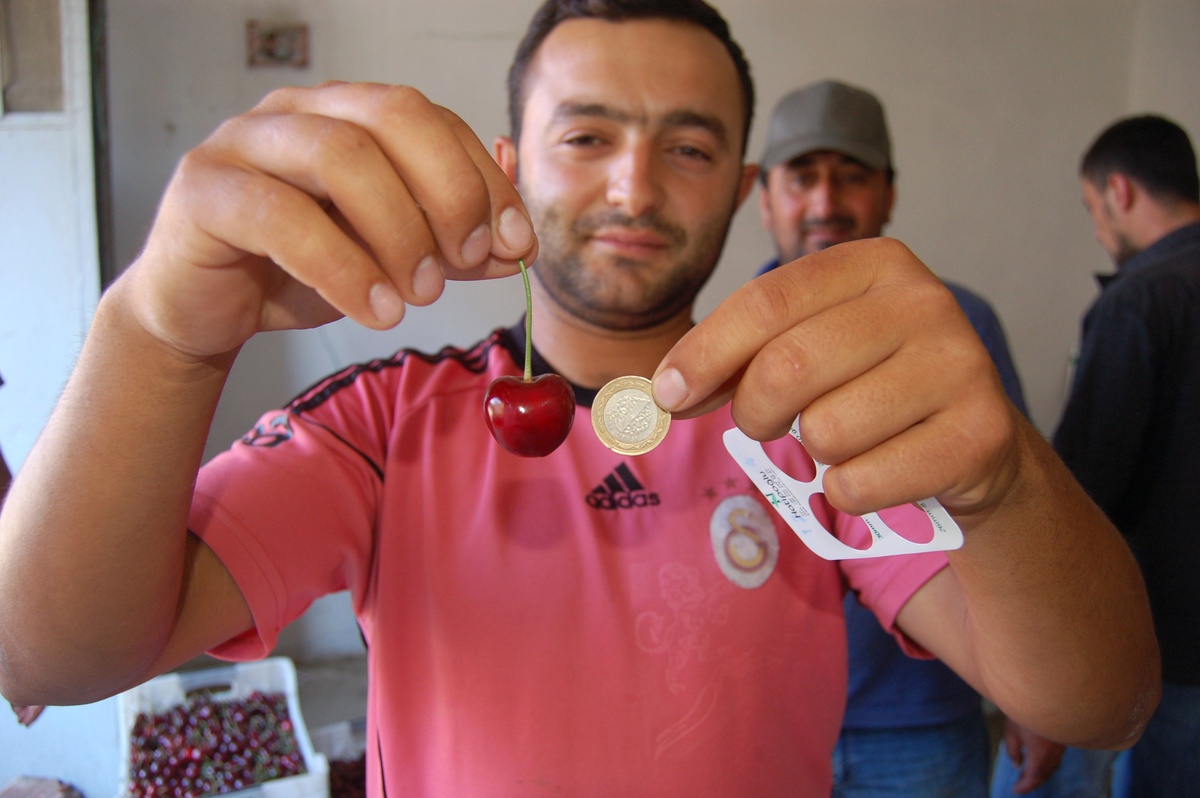 Lapseki Kirazları Yurt Dışına Pazarlanıyor