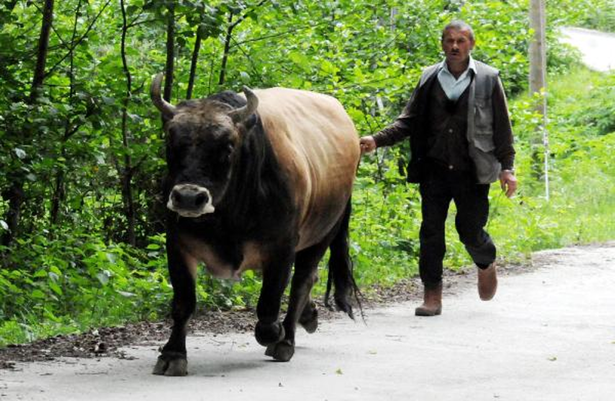 Boğasını Diyet ve Sporla Zayıflattı