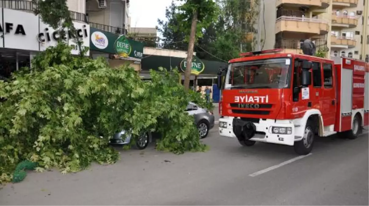 Otomobilin Üzerine Ağaç Devrildi