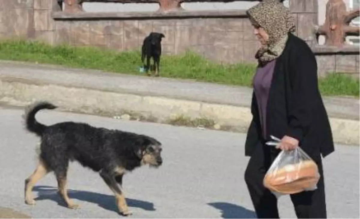 Sokak Köpekleri Tehlike Oluşturuyor