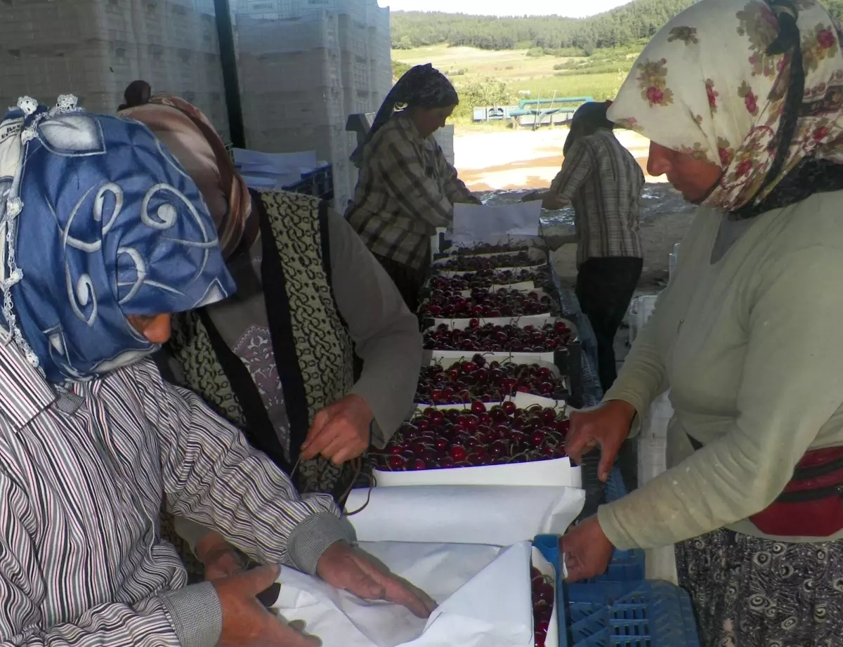 Söke\'de Kiraz Üretim Sahası Genişledi