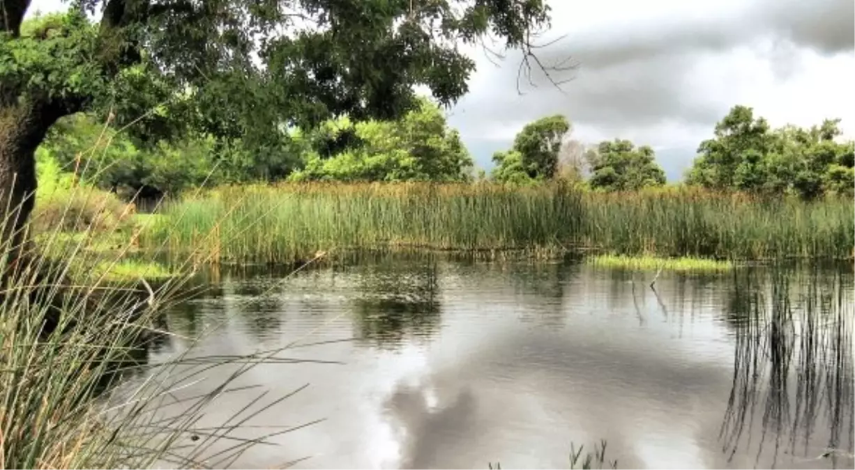 Yeşillik ve Sular İçinde Saklı Bir Doğa Harikası: Karacabey Longozu