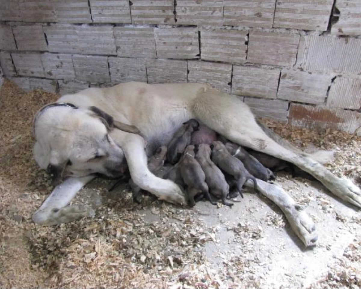 Kangal Köpeği, 20 Yavru Doğurdu
