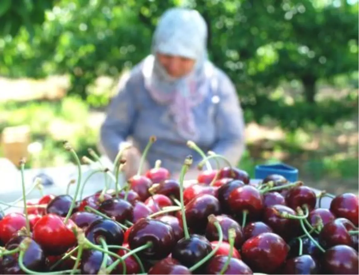 Enez\'de Kiraz Hasadı Başladı