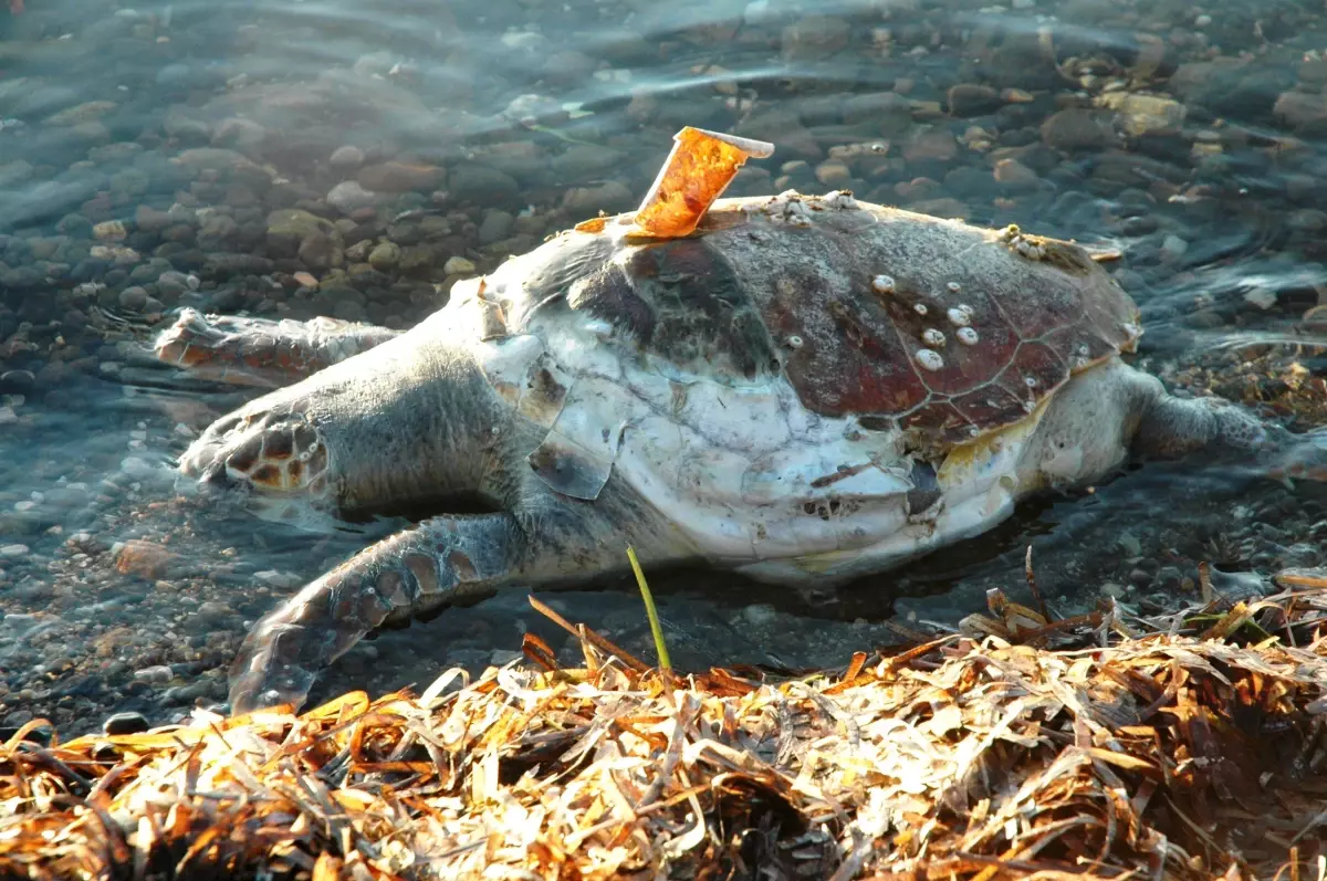 Nesli Tükenmekte Olan Caretta Caretta Ölü Bulundu