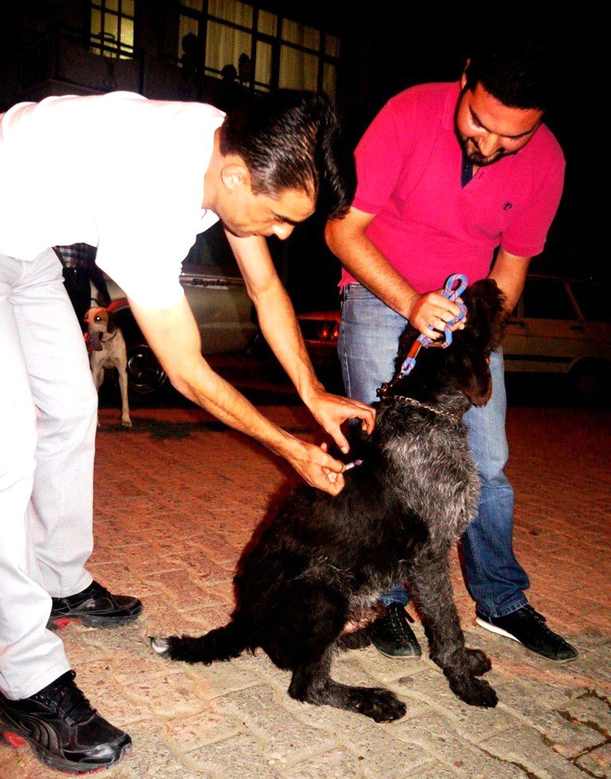 Sarıgöl\'de Av Köpekleri Aşılandı