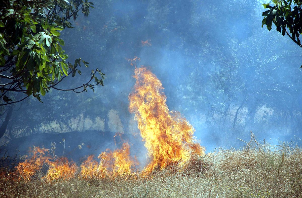 Aydın\'da Orman Yangını