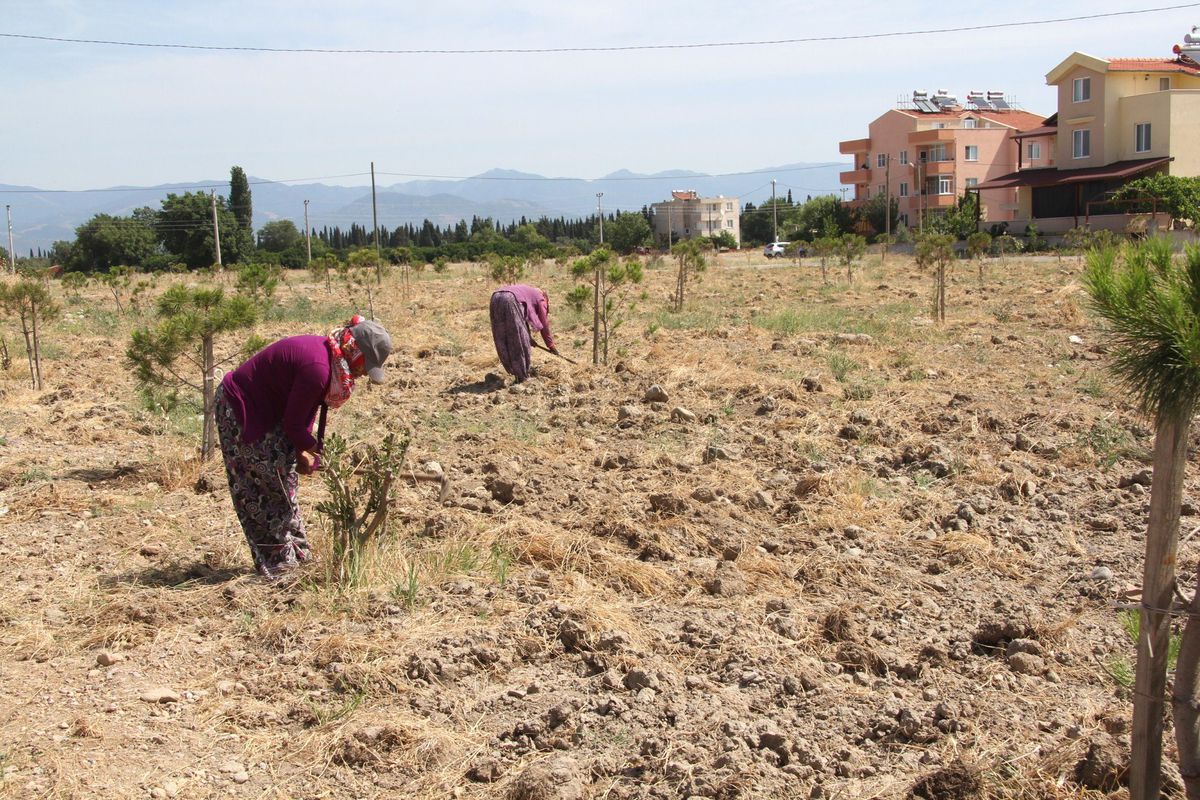 Burhaniye\'de Boş Arazilerin Temizliği Yapılıyor