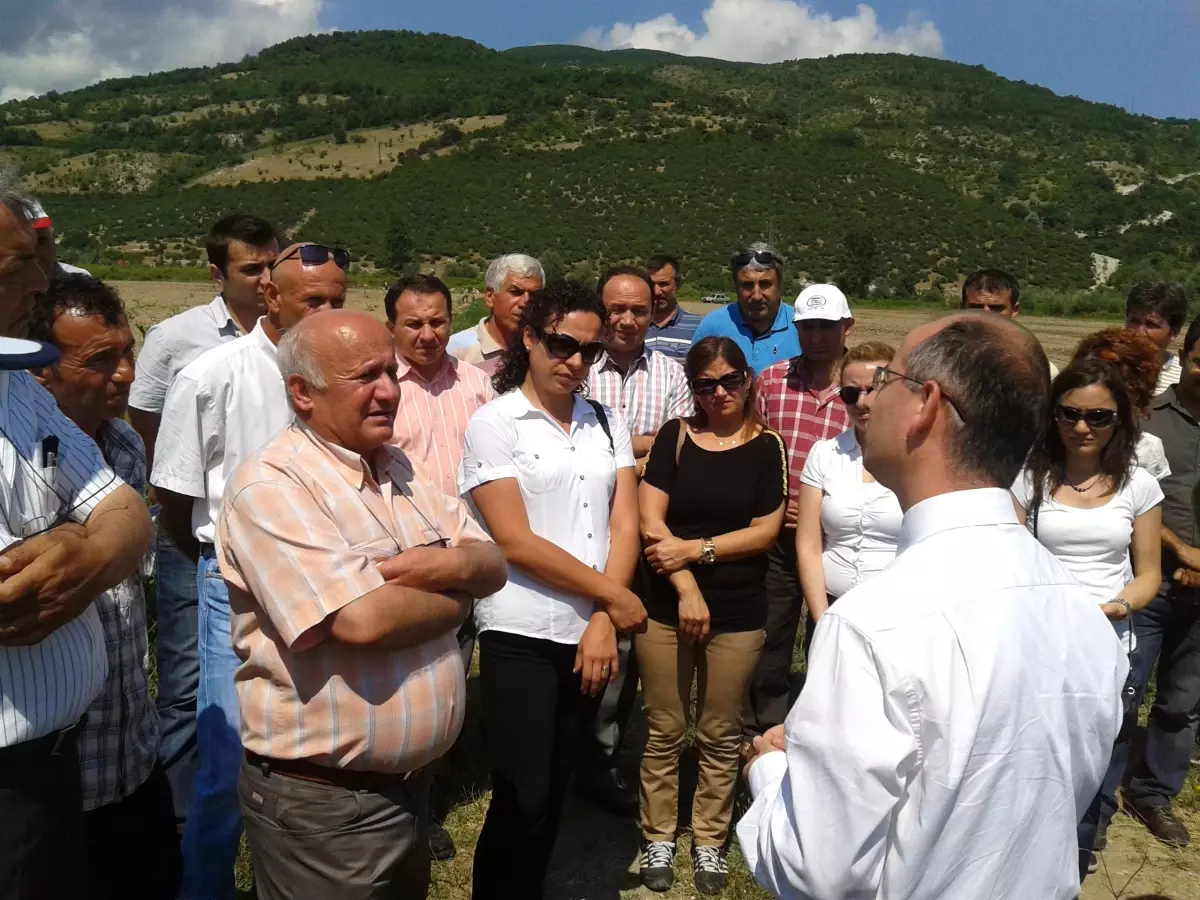 Çaycuma\'da İlk Kez Nohut Yetiştiriciliği Denemesi Yapıldı